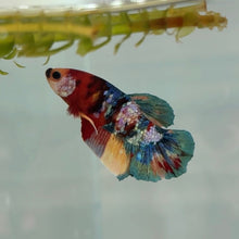 Cargar imagen en el visor de la galería, Rainbow Candy Koi Male Betta | WYSIWYG
