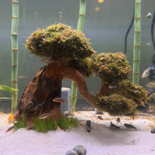 Load image into Gallery viewer, Christmas Moss on Medium Arched Bonsai Driftwood Tree  (live plant attached)

