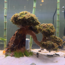 Load image into Gallery viewer, Christmas Moss on Medium Arched Bonsai Driftwood Tree  (live plant attached)
