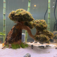 Load image into Gallery viewer, Christmas Moss on Medium Arched Bonsai Driftwood Tree  (live plant attached)
