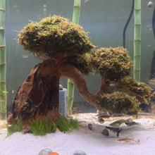 Load image into Gallery viewer, Christmas Moss on Medium Arched Bonsai Driftwood Tree  (live plant attached)
