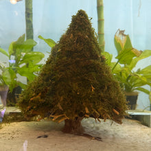 Load image into Gallery viewer, Christmas Moss on Medium Christmas Tree Bonsai (live plant attached)

