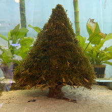 Load image into Gallery viewer, Christmas Moss on Medium Christmas Tree Bonsai (live plant attached)
