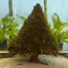 Load image into Gallery viewer, Christmas Moss on Medium Christmas Tree Bonsai (live plant attached)
