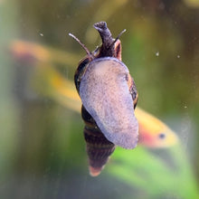 Cargar imagen en el visor de la galería, Assassin Snail
