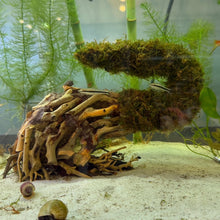 Cargar imagen en el visor de la galería, Double Christmas Moss on Small Curve Shaped Bonsai Driftwood Tree (live plant attached)
