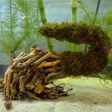 Cargar imagen en el visor de la galería, Double Christmas Moss on Small Curve Shaped Bonsai Driftwood Tree (live plant attached)
