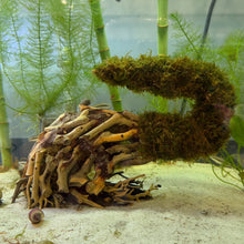 Cargar imagen en el visor de la galería, Double Christmas Moss on Small Curve Shaped Bonsai Driftwood Tree (live plant attached)
