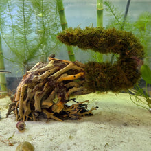 Cargar imagen en el visor de la galería, Double Christmas Moss on Small Curve Shaped Bonsai Driftwood Tree (live plant attached)
