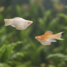 Load image into Gallery viewer, Orange Sakura Balloon Molly Pair | Live fish

