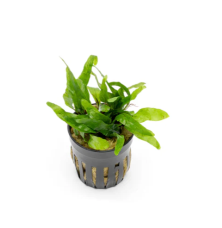 Java Fern Mini | Live Plant – Fish4Ever Aquatics