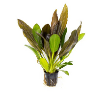 Load image into Gallery viewer, Echinodorus Red Rubin Mother Pot | Live Plant
