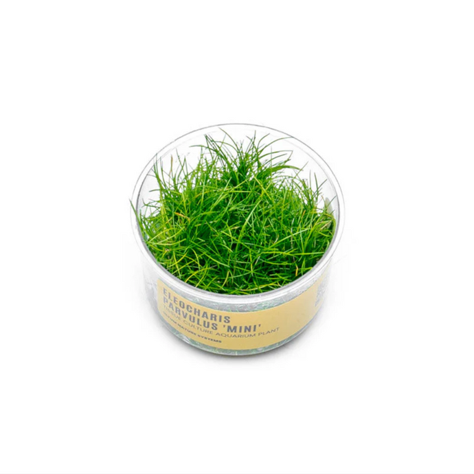 Eleocharis Parvulus Mini UNS Tissue Culture (Dwarf Hair Grass) | Live ...