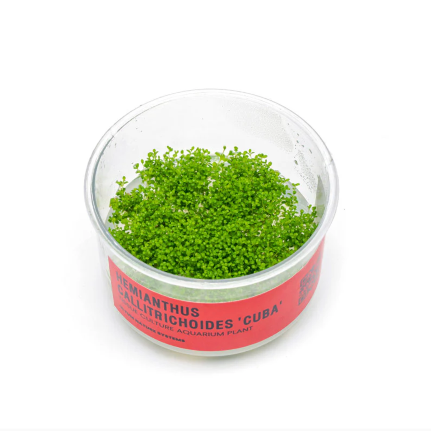 Hemianthus Callitrichoides 'cuba' (Dwarf Baby Tears) UNS Tissue Cultur ...