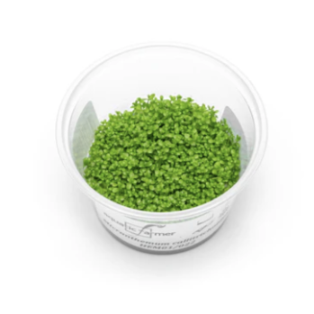Hemianthus Callitrichoides Aquatic Farmer Tissue Culture | Live Plant ...