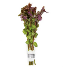Cargar imagen en el visor de la galería, Rotala Macrandra Mini | Live Plant
