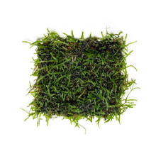 Load image into Gallery viewer, Java Moss 3x5 Mat | Live Plant
