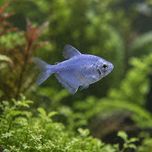 Cargar imagen en el visor de la galería, Glo Fish Tetra
