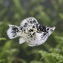 Load image into Gallery viewer, Dalmation Balloon Molly Pair
