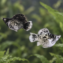 Load image into Gallery viewer, Dalmation Balloon Molly Pair
