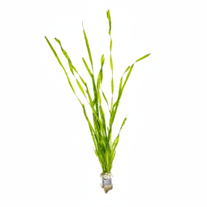 Vallisneria Contortionist/ Corkscrew | Live Plant – Fish4Ever Aquatics