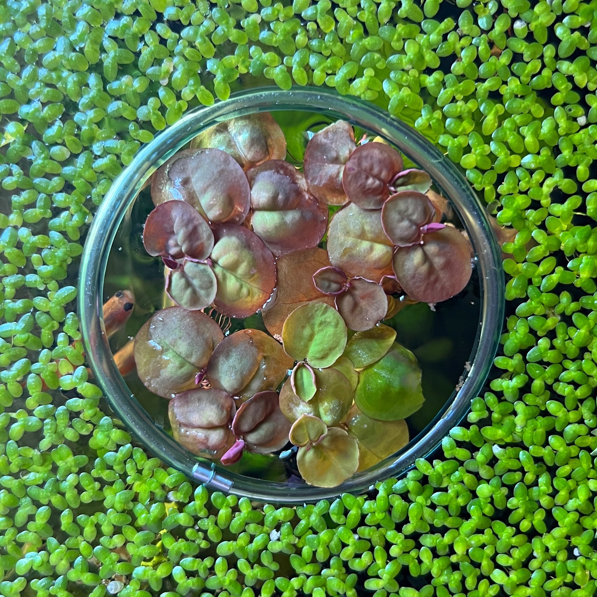 Red Root Floaters | Live Floating Plant – Fish4Ever Aquatics