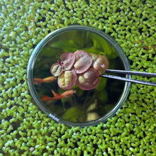 Cargar imagen en el visor de la galería, Red Root Floaters | Live Floating Plant
