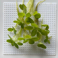 Cargar imagen en el visor de la galería, Dwarf Water Lettuce | Live Floating Plant
