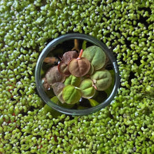 Load image into Gallery viewer, Floating Plant Multi-Pack | Live Floating Plants
