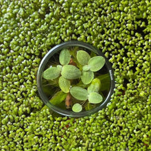 Load image into Gallery viewer, Floating Plant Multi-Pack | Live Floating Plants
