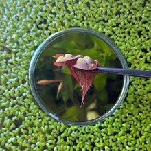 Cargar imagen en el visor de la galería, Red Root Floaters | Live Floating Plant
