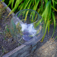 Cargar imagen en el visor de la galería, 8 Gallon Glass Fish Bowl
