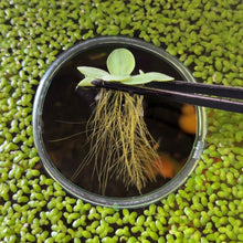 Cargar imagen en el visor de la galería, Dwarf Water Lettuce | Live Floating Plant
