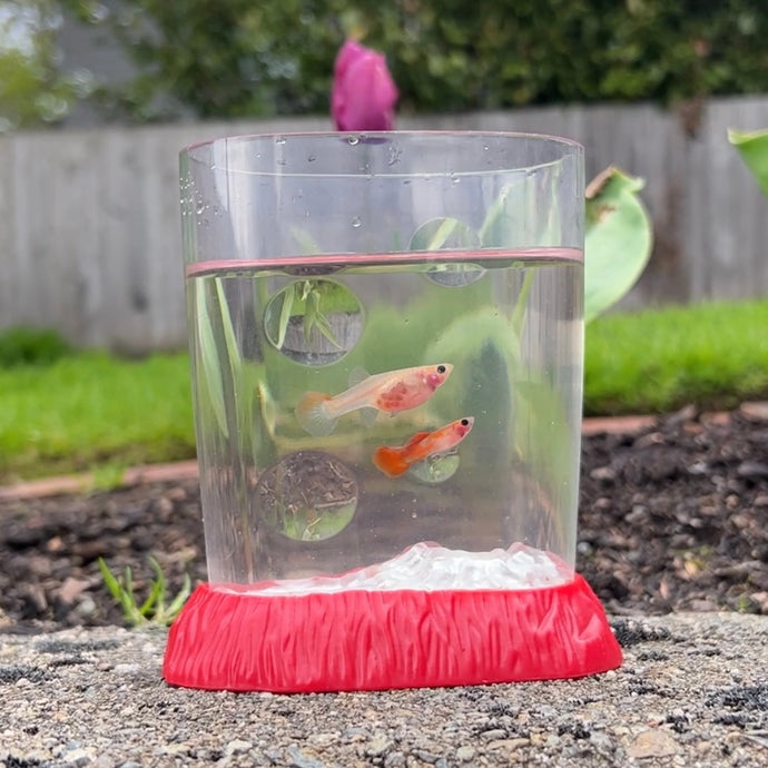 Glass Belly Guppy Pair