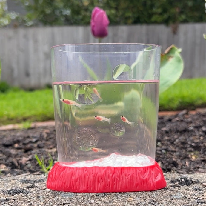 Young Glass Belly Guppy