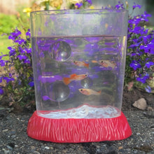 Load image into Gallery viewer, 4 Juvenile Glass Belly Guppy Fish
