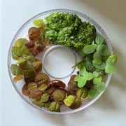 Floating Plant Multi-Pack | Live Floating Plants