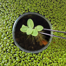 Cargar imagen en el visor de la galería, Dwarf Water Lettuce | Live Floating Plant
