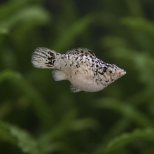 Load image into Gallery viewer, Milk Cow Blue Eye Balloon Molly Pair | Live fish

