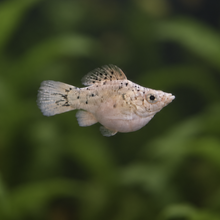 Load image into Gallery viewer, Milk Cow Blue Eye Balloon Molly Pair | Live fish
