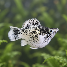 Load image into Gallery viewer, Milk Cow Blue Eye Balloon Molly Pair | Live fish
