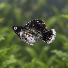 Load image into Gallery viewer, Milk Cow Blue Eye Balloon Molly Pair | Live fish
