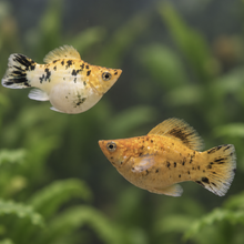 Load image into Gallery viewer, Pikachu Balloon Molly Pair | Live fish
