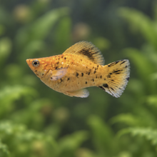 Load image into Gallery viewer, Pikachu Balloon Molly Pair | Live fish
