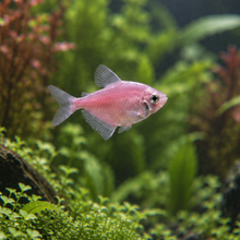 Cargar imagen en el visor de la galería, Glo Fish Tetra
