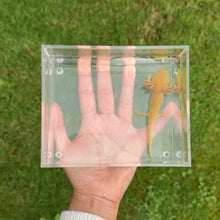 Cargar y reproducir el video en el visor de la galería, Hypomelanistic Copper Axolotl
