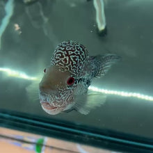 Cargar y reproducir el video en el visor de la galería, Flowerhorn - WYSIWYG
