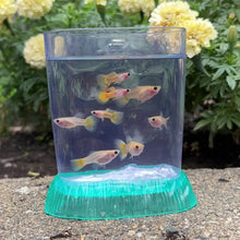 Cargar y reproducir el video en el visor de la galería, Breeder Pack Banana Glass Belly
