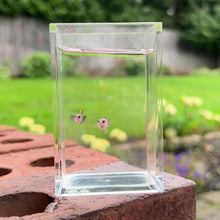 Load and play video in Gallery viewer, Bumblebee Mosaic Glass Belly Guppy Pair
