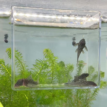 Cargar y reproducir el video en el visor de la galería, Blue Phantom Pleco L128
